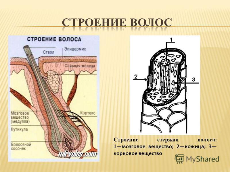 Строение волоса человека