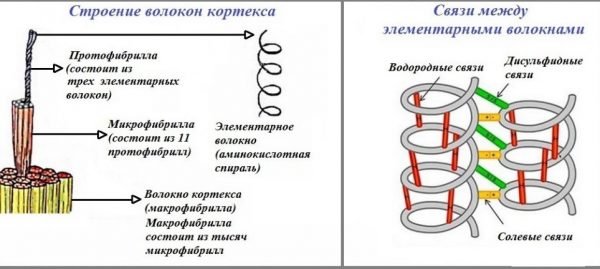 Строение волоса