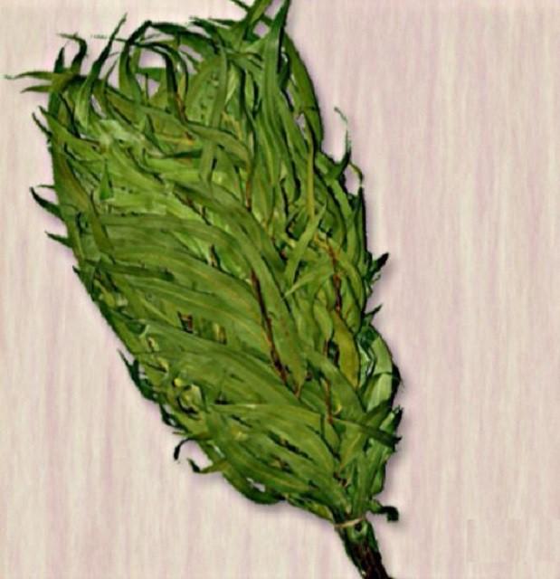 Высокое содержание эфирных масел в листьях эвкалипта помогает при заболеваниях органов дыхания