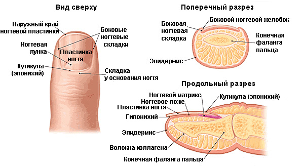 Структура ногтя. Рисунок Дейва Клемма (© Dave Klemm) с сайта www.arabmedmag.com