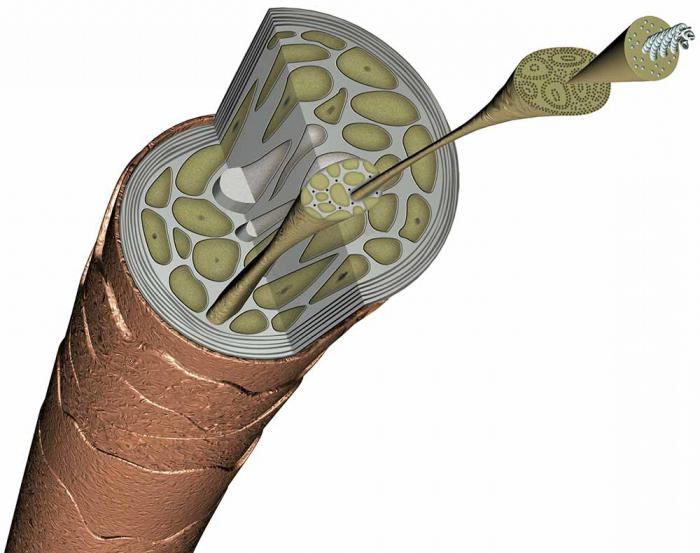 структура волоса в разрезе