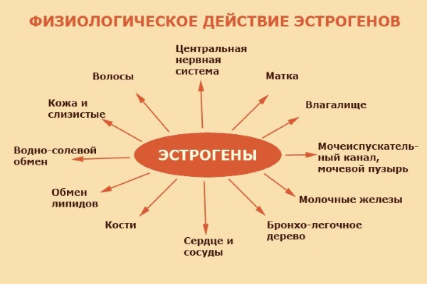 Эстрадиол, норма у женщин по возрасту: таблица. Что за гормон, когда сдавать анализ, как повысить, понизить, при беременности