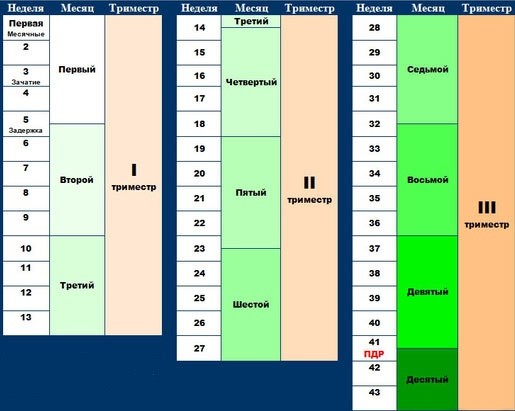 trimestry 