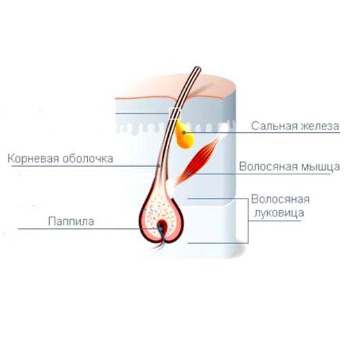 Разбудить волосяные луковицы в домашних условиях. Как разбудить спящие волосяные луковицы в домашних условиях