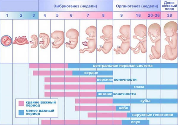 Формирование плода 