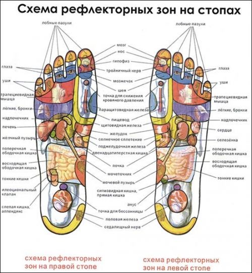Рефлекторные зоны на стопах