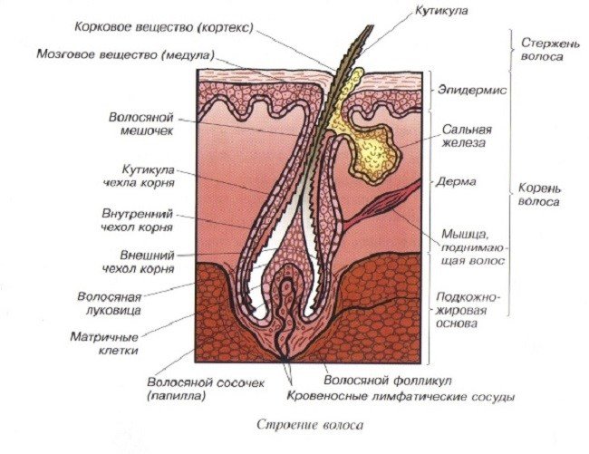 uvlazhnyayushchie-masla-i-maski-dlya-volos2