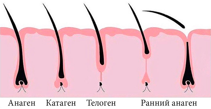 стадии роста ресниц — анаген, катаген, телоген и ранний анаген