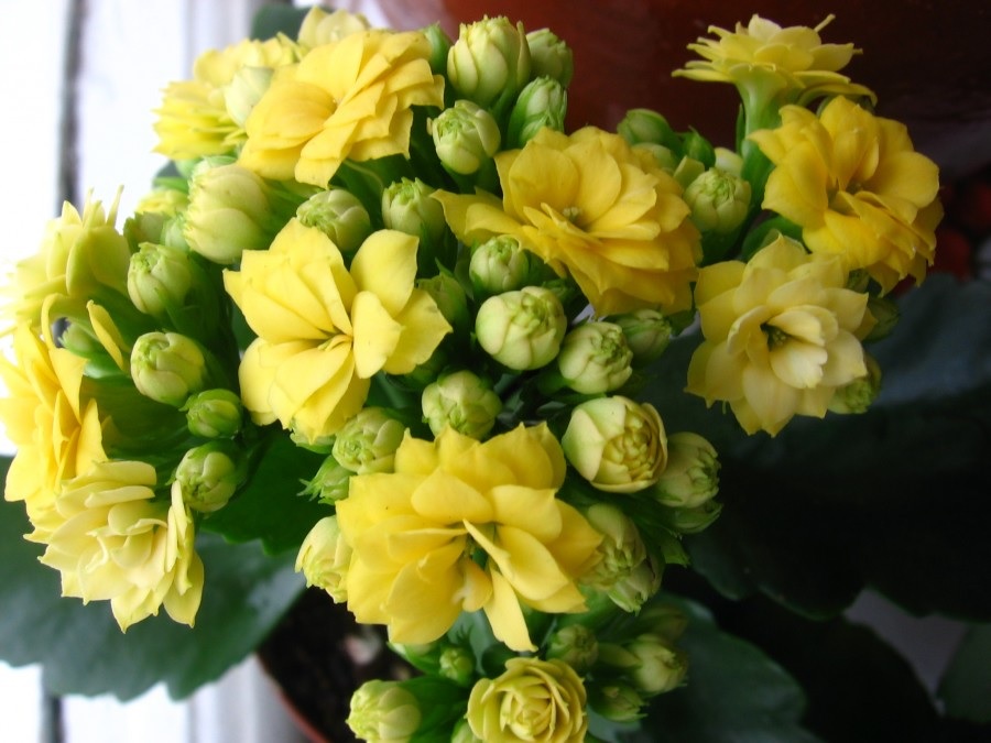 Желтые цветы каланхоэ