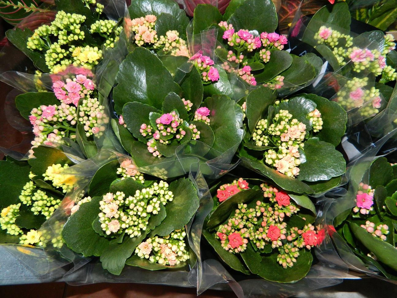 Многообразие оттенков на цветках каланхоэ