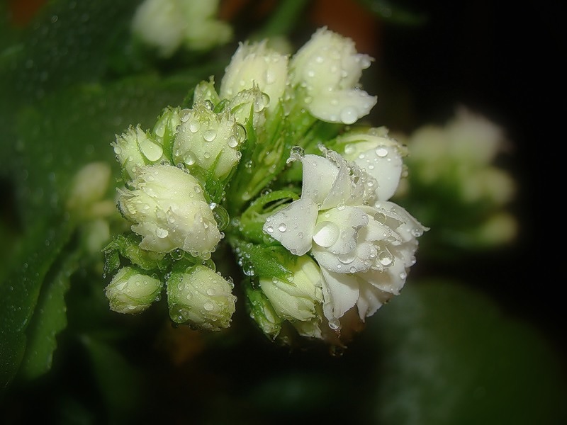 Белый цветок каланхоэ