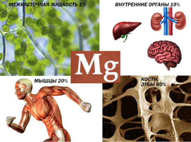 Mg-v-organizme- dlja-chego-nuzen